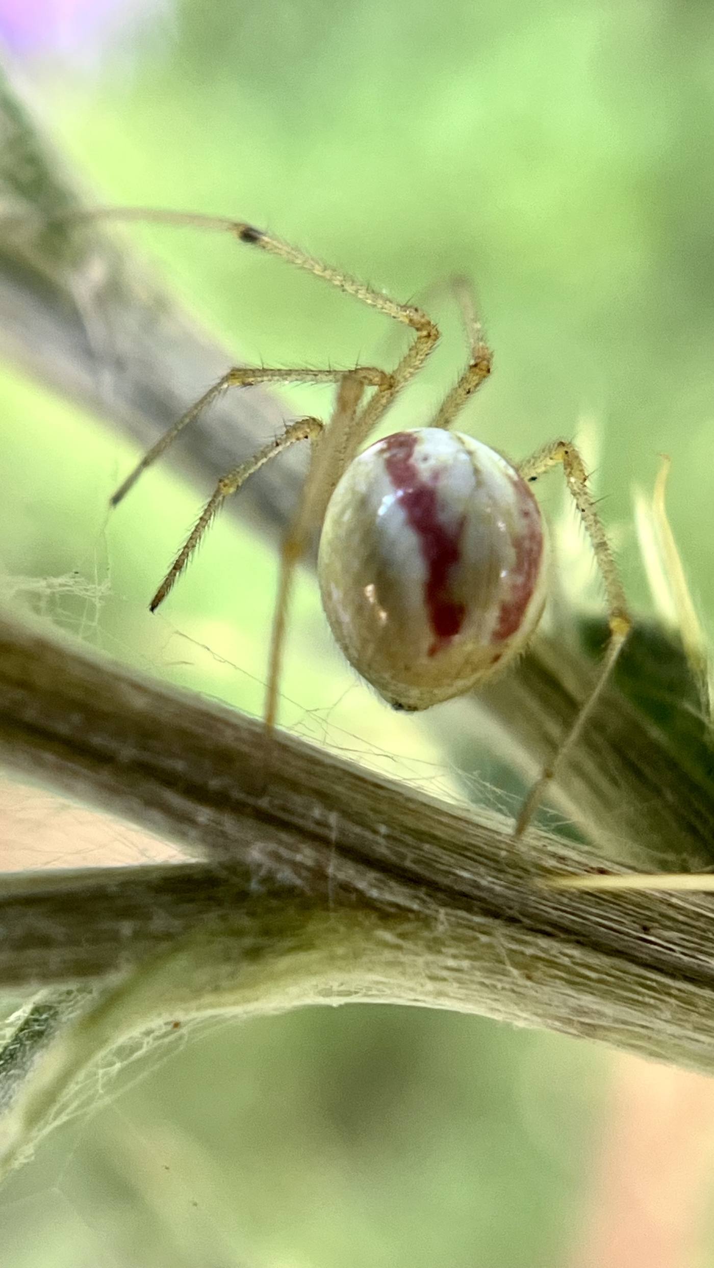 Pale spider guarding an egg sac