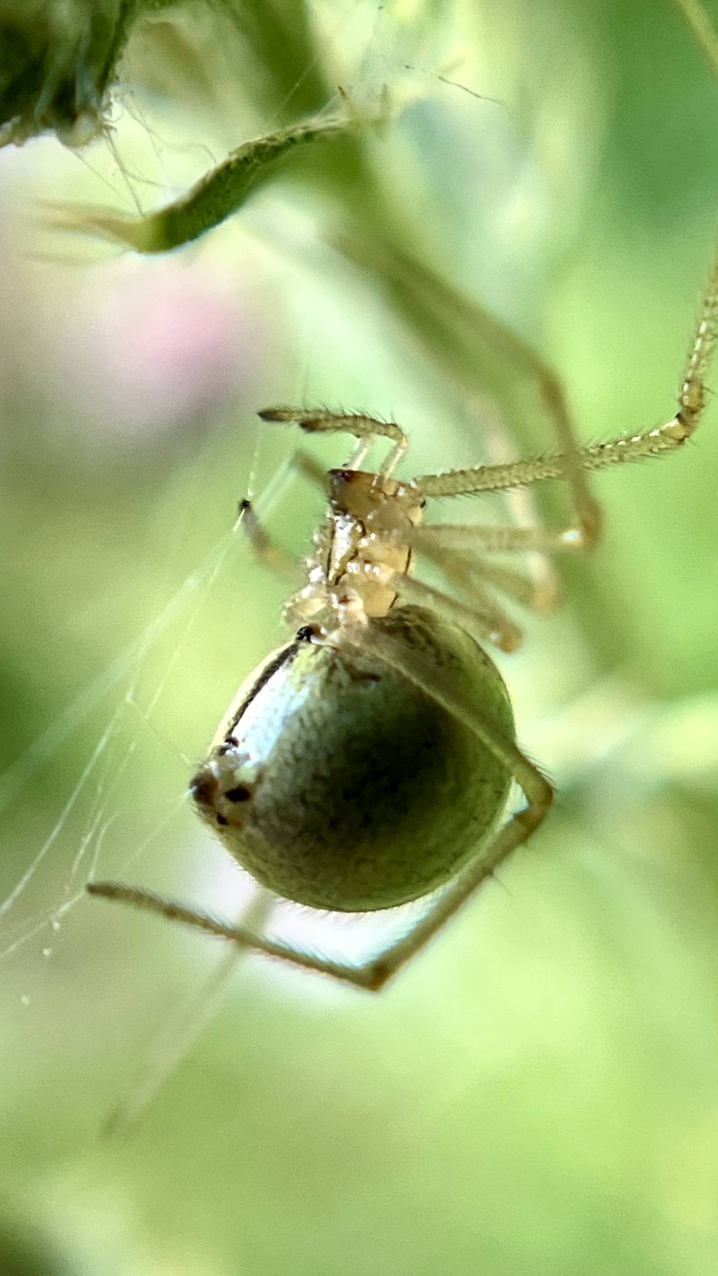 Spider with captured prey on its web
